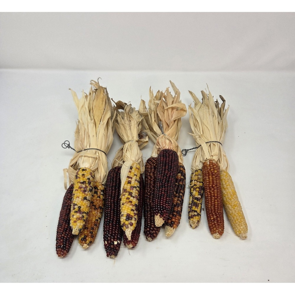 Dried Indian Corn Bundles Lot of 4 Multicolor Fall Harvest Decor 12 Ears
